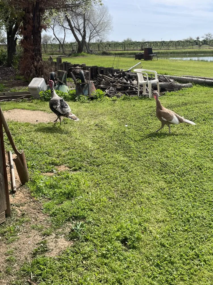 Affordable landscape design near you in Fresno, CA by Howard’s Lawn Service