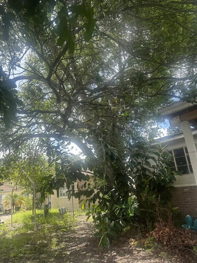 Professional landscape design for residential properties across St. Petersburg, FL - Howard’s Tree Service