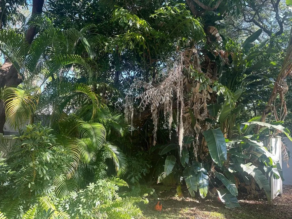 Professional yard maintenance experts serving St. Petersburg, FL - Howard’s Tree Service