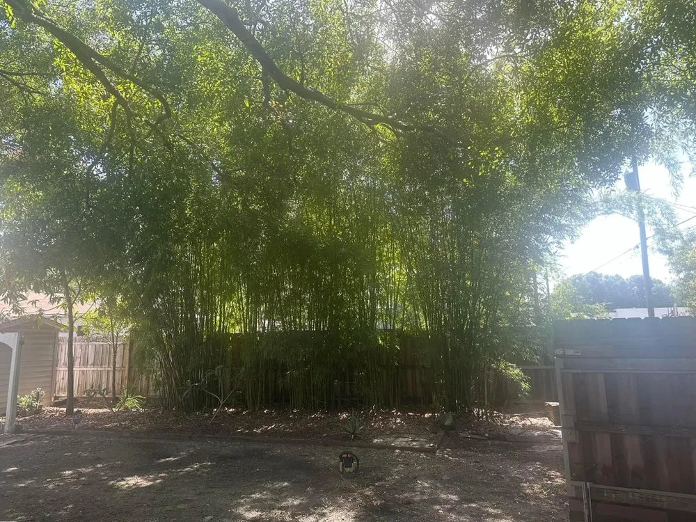 Top-rated yard cleanup service in St. Petersburg, FL by Howard’s Tree Service