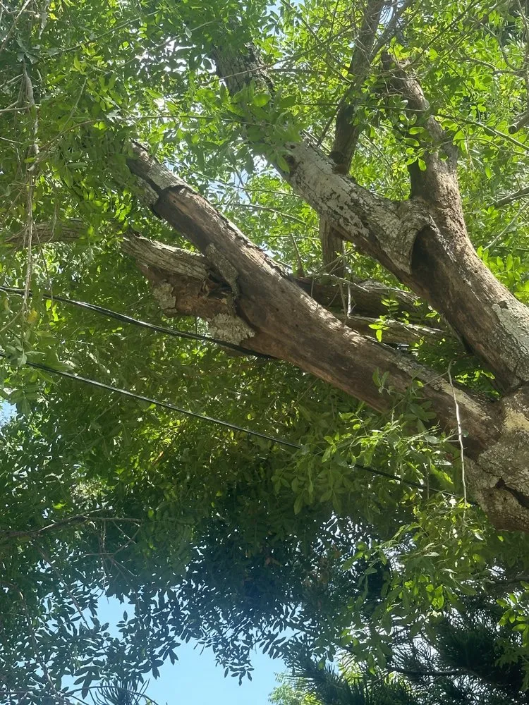 Professional lawn care service in St. Petersburg, FL - Howard’s Tree Service