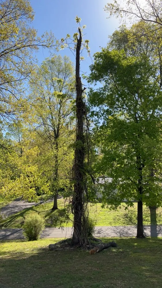 Local yard maintenance experts serving Charlotte, TN - Howell And Sons Lawn Care