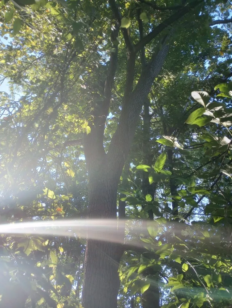 Local landscape design in Endicott, NY by Howell's Helpin' Hands