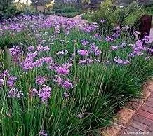 Affordable landscape design for beautiful yards in Odessa, FL by Howell's Nursery & Landscape