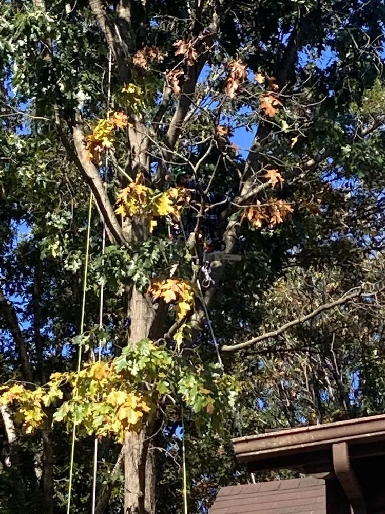 Trusted yard cleanup service in Basye, VA - Howler Tree Care