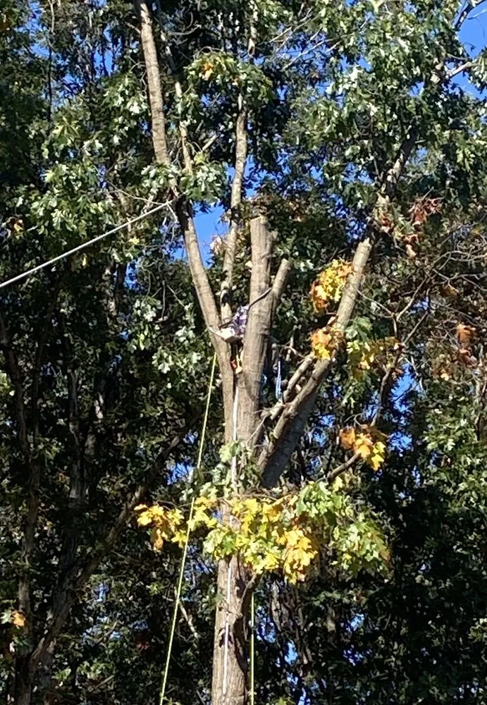 Professional lawn mowing service in Basye, VA - Howler Tree Care