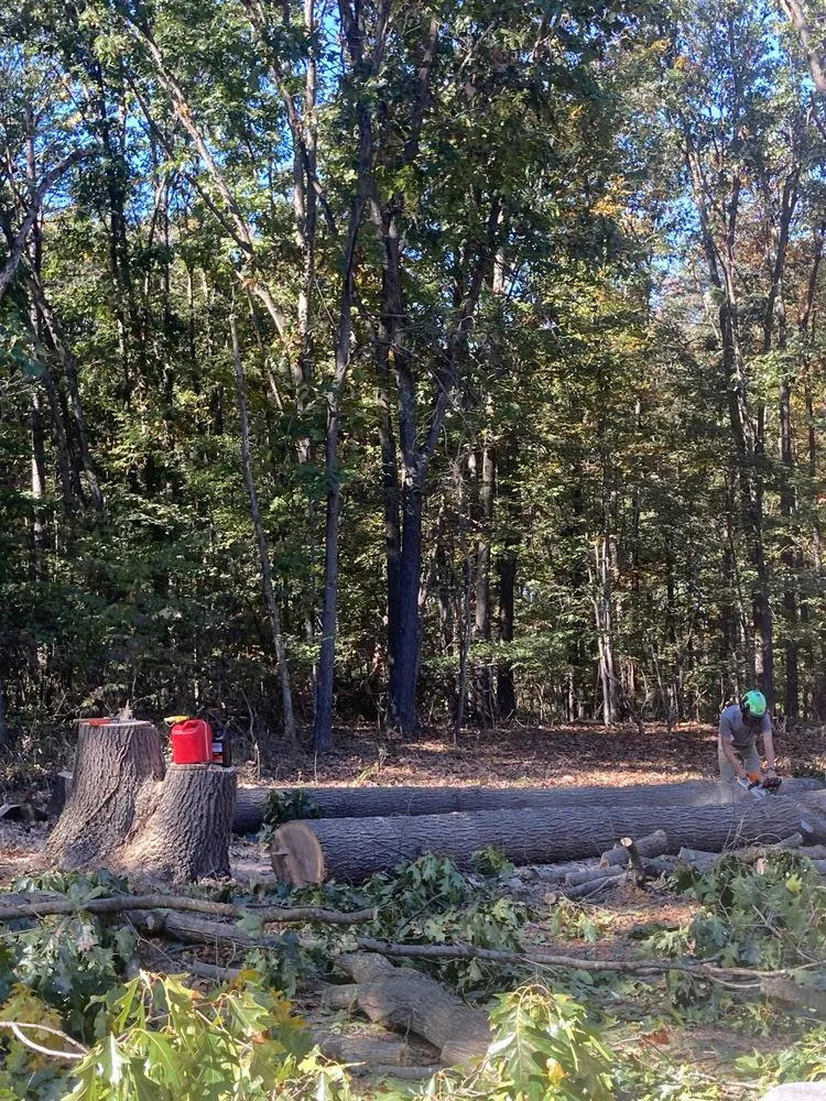 Local yard maintenance near you in Basye, VA by Howler Tree Care