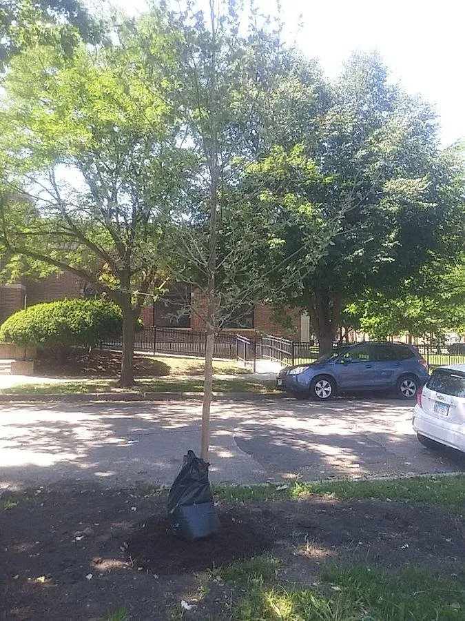 Trusted residential landscaping in Melrose Park, IL - Hoy Landscaping