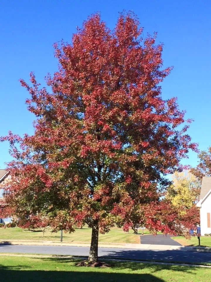 Top-rated residential landscaping in Hatfield, PA - Hoy's Landscaping