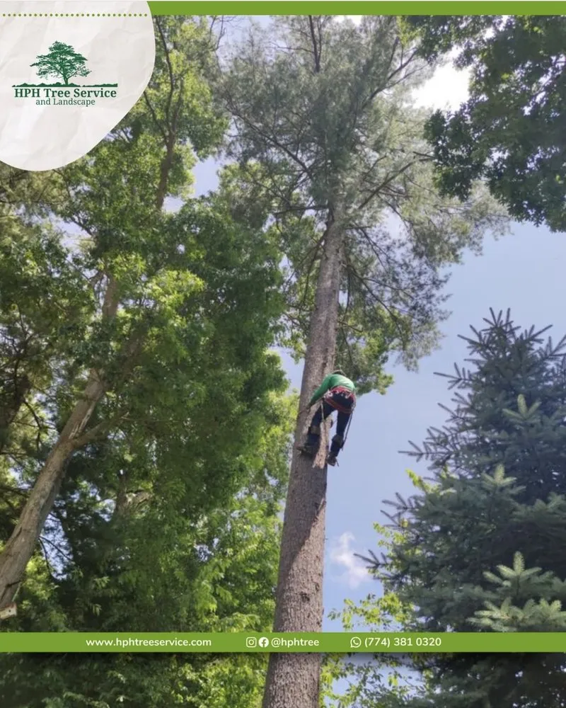 Expert landscaping services for beautiful yards in Stoughton, MA by HPH Tree Service And Landscape