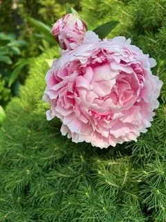 Custom lawn mowing service experts serving Mastic, NY - H.R. Landscaping