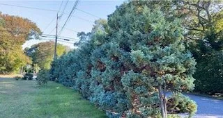 Affordable yard cleanup service in Mastic, NY by H.R. Landscaping