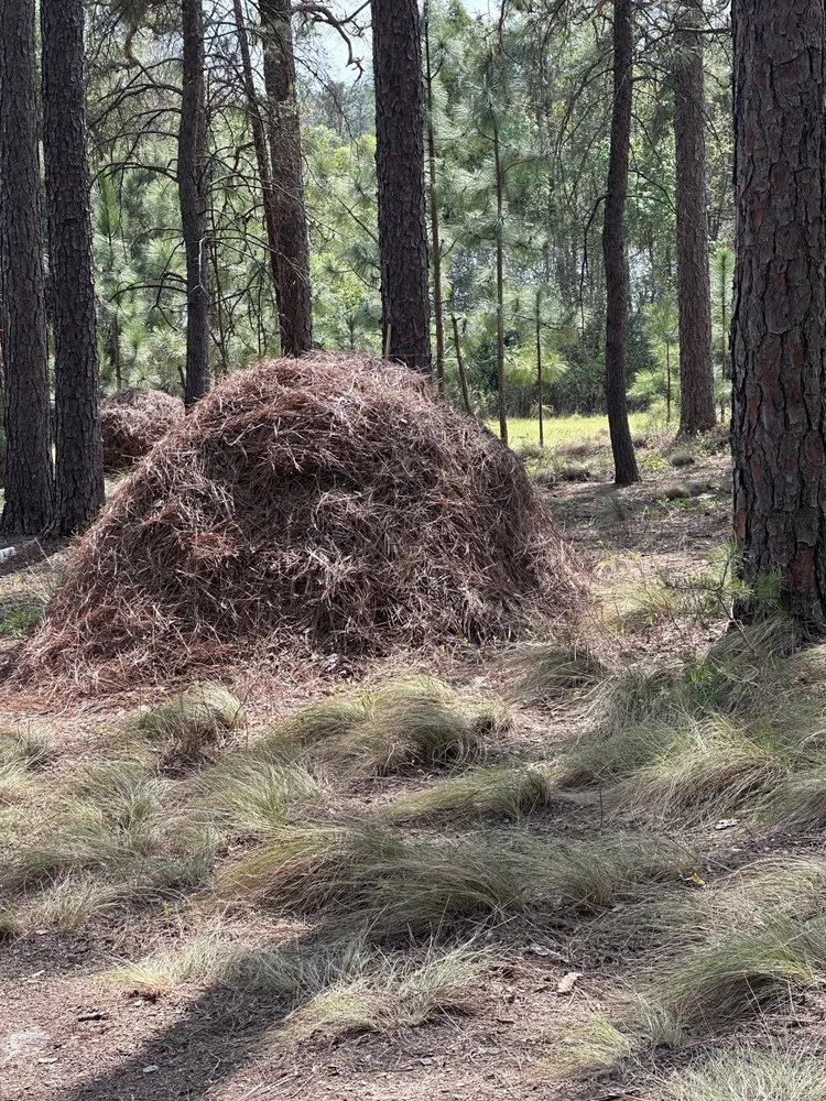 Reliable yard cleanup service in Sanford, NC - HR Pinestraw & Landscaping