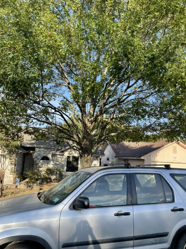 Professional landscaping services experts serving Austin, TX - HR Tree Service and Landscaping