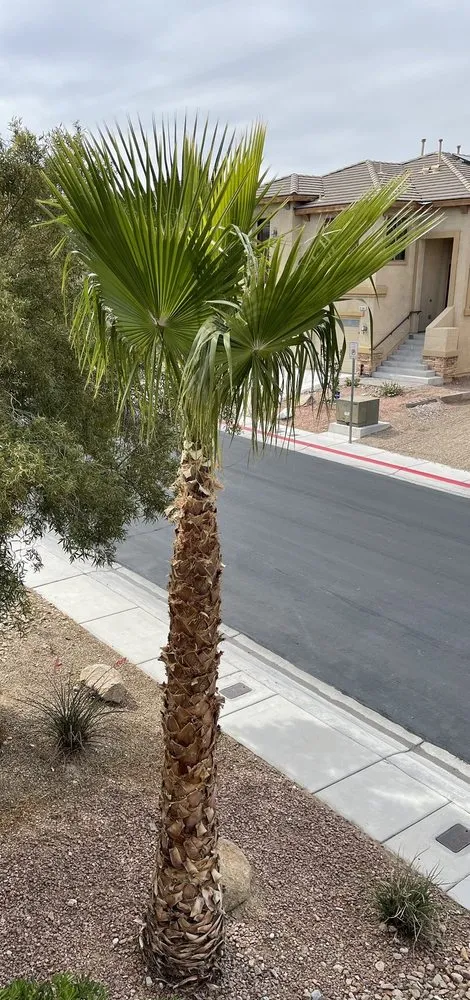 Reliable landscape installation for outdoor upgrades across Las Vegas, NV - H.Ramirez Landscaping