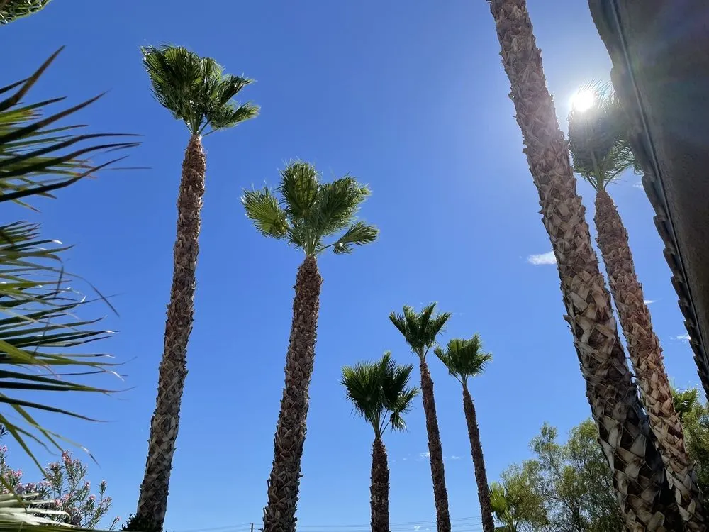 Reliable outdoor landscaping for beautiful yards in Las Vegas, NV by H.Ramirez Landscaping