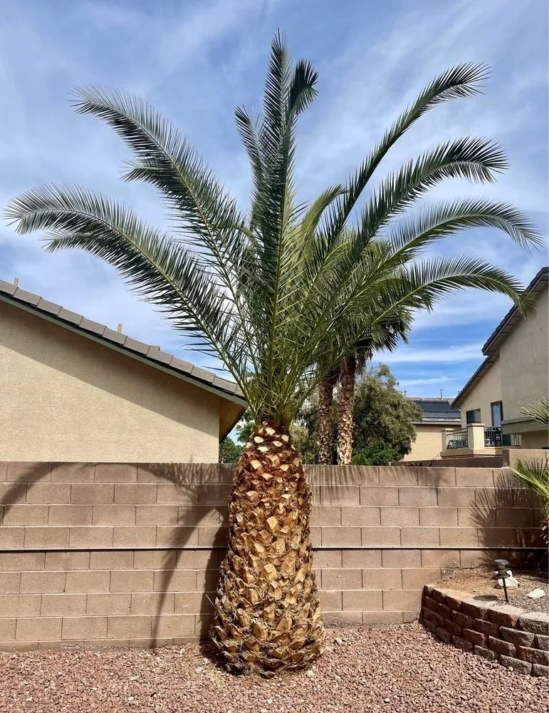 Professional lawn care service experts serving Las Vegas, NV - H.Ramirez Landscaping