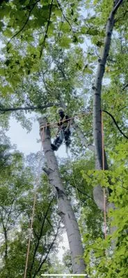 HRM Tree Service Logo