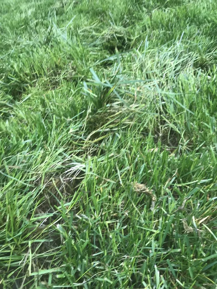 Professional lawn care service experts serving Leesburg, VA - Hrs Complete