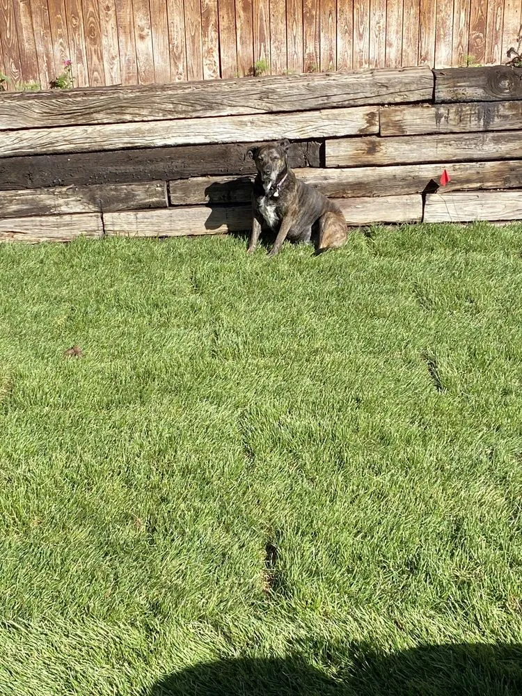 Local yard maintenance for beautiful yards in Colorado Springs, CO by H&S Irrigation And Landscaping