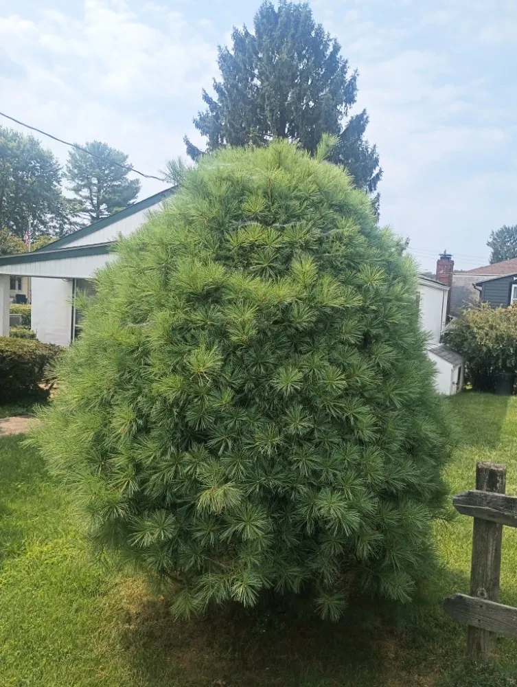 Custom yard maintenance for homes across Brunswick, MD - H&S Landscape &Turf