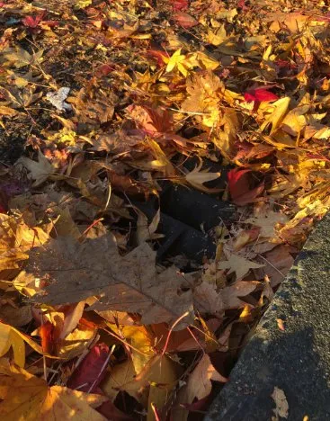 Expert yard cleanup service experts serving Hot Springs, AR - HSV Jeffreys