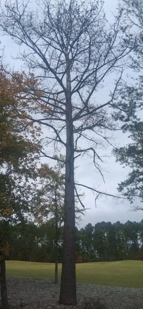 Expert lawn mowing service for beautiful yards in Hot Springs, AR by HSV Jeffreys