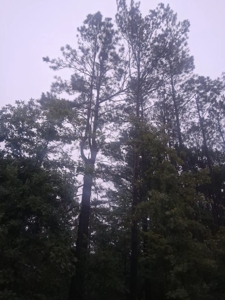 Local lawn care service for outdoor upgrades in Hot Springs, AR by HSV Jeffreys