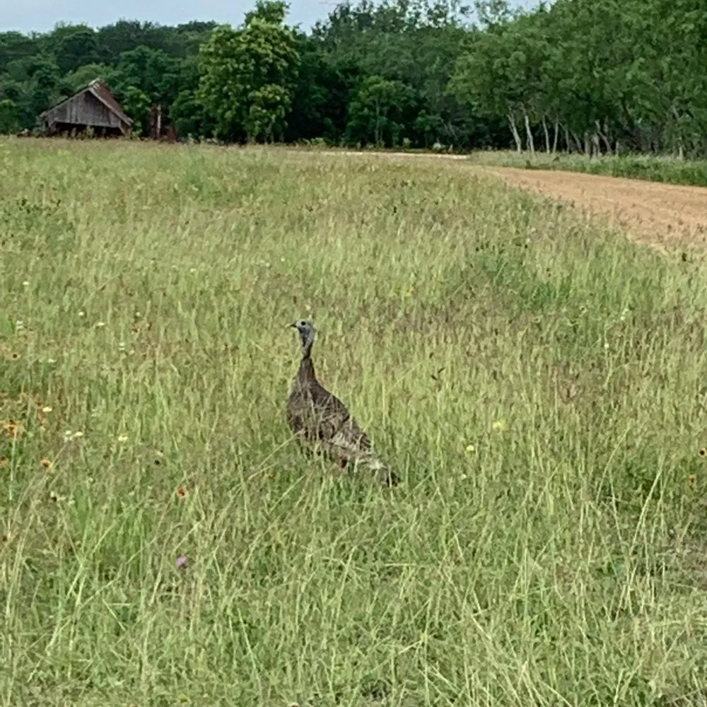 Expert residential landscaping for year-round maintenance across Martindale, TX - H&T Ranch Services