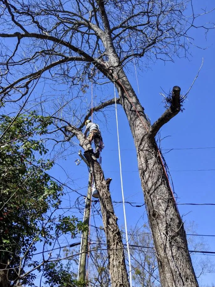 Professional yard cleanup service experts serving Spartanburg, SC - Hub City Tree