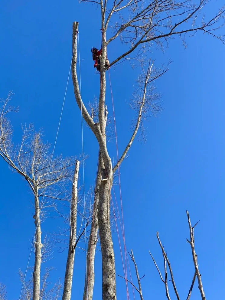 Expert garden landscaping for residential properties in Spartanburg, SC by Hub City Tree