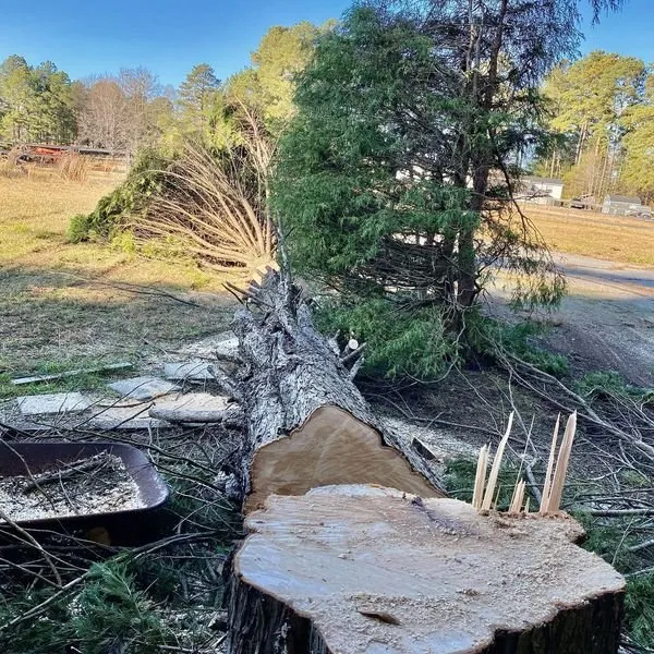 Professional landscaping services near you in Spartanburg, SC by Hub City Tree