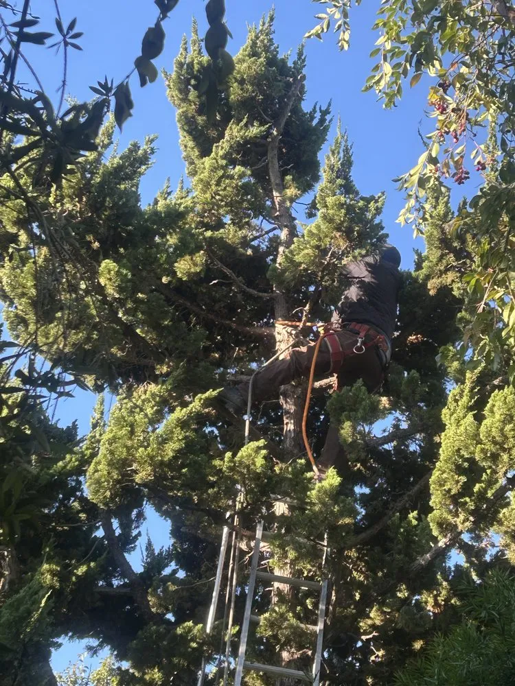 Reliable outdoor landscaping for residential properties in Los Angeles, CA by Hubaldo Gardening Service