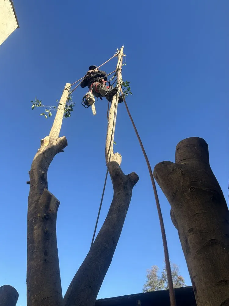 Expert lawn mowing service in Los Angeles, CA - Hubaldo Gardening Service