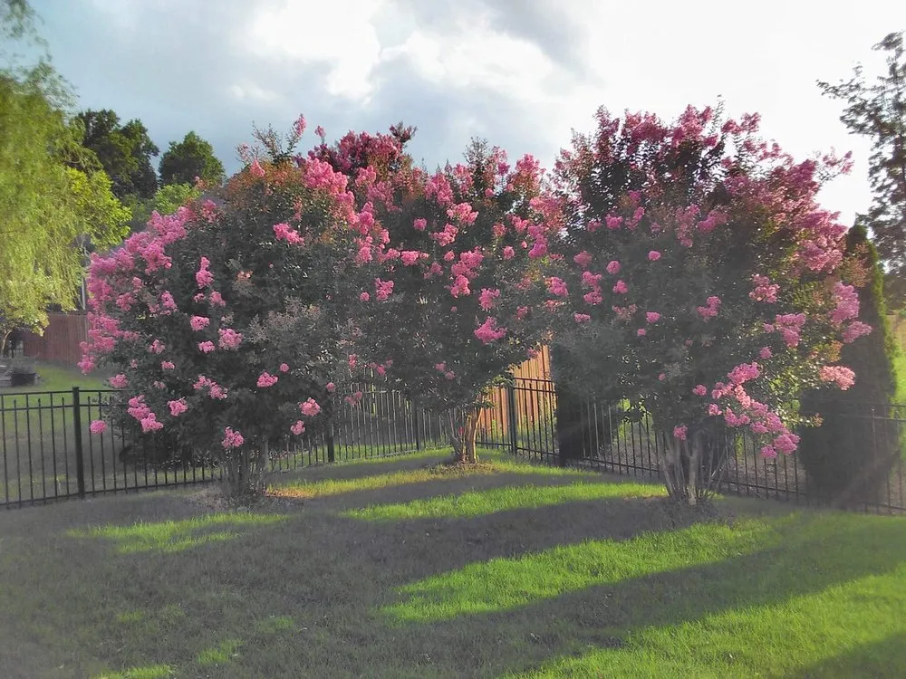 Trusted lawn care service in Huntsville, AL by Huber Tree Service