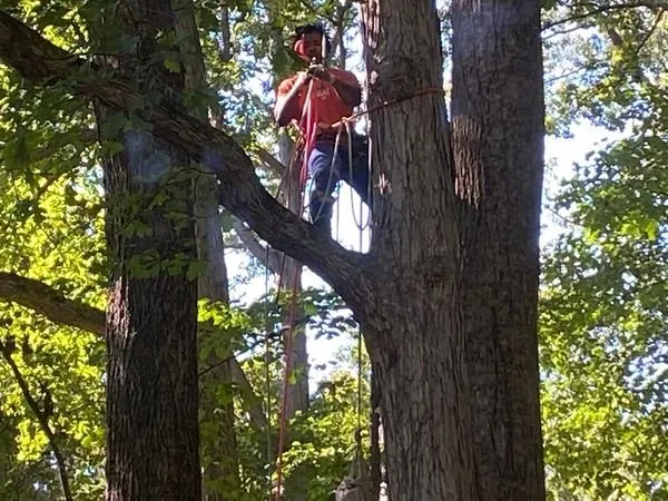 Reliable lawn care service experts serving Atlanta, GA - Hubertus Group