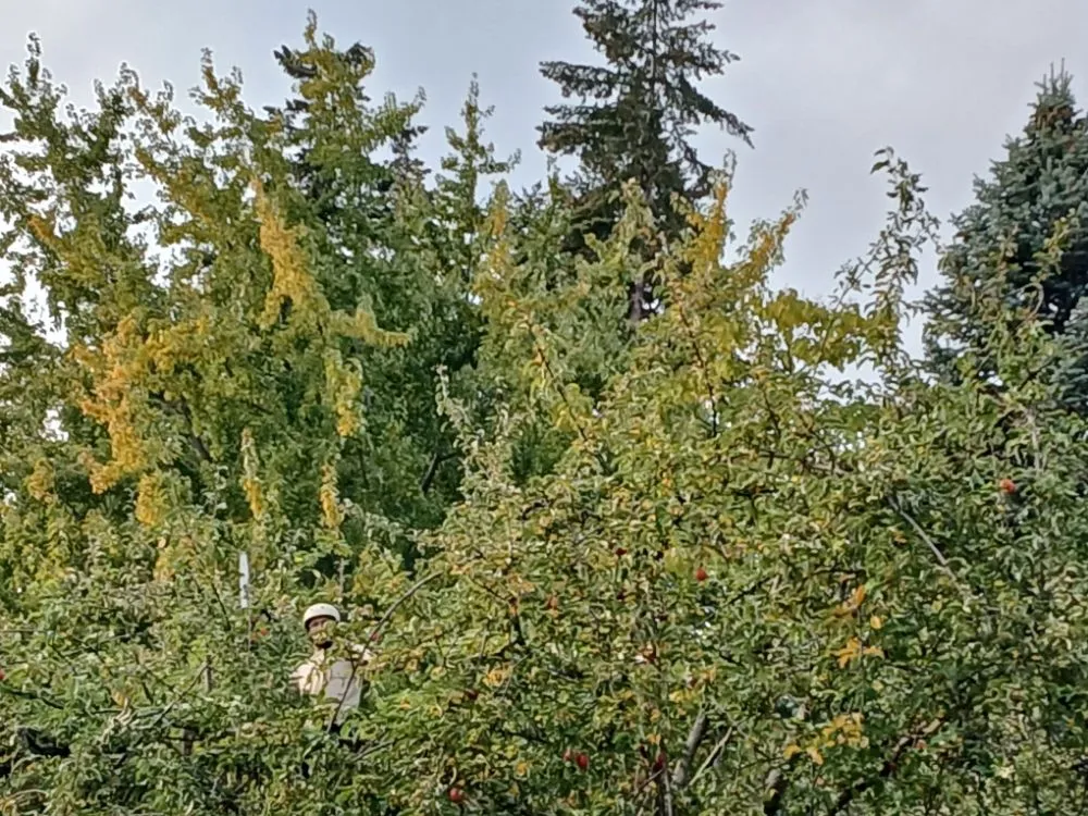 Reliable yard maintenance in Coeur d'Alene, ID - Huck N Stone Timber And Massonry