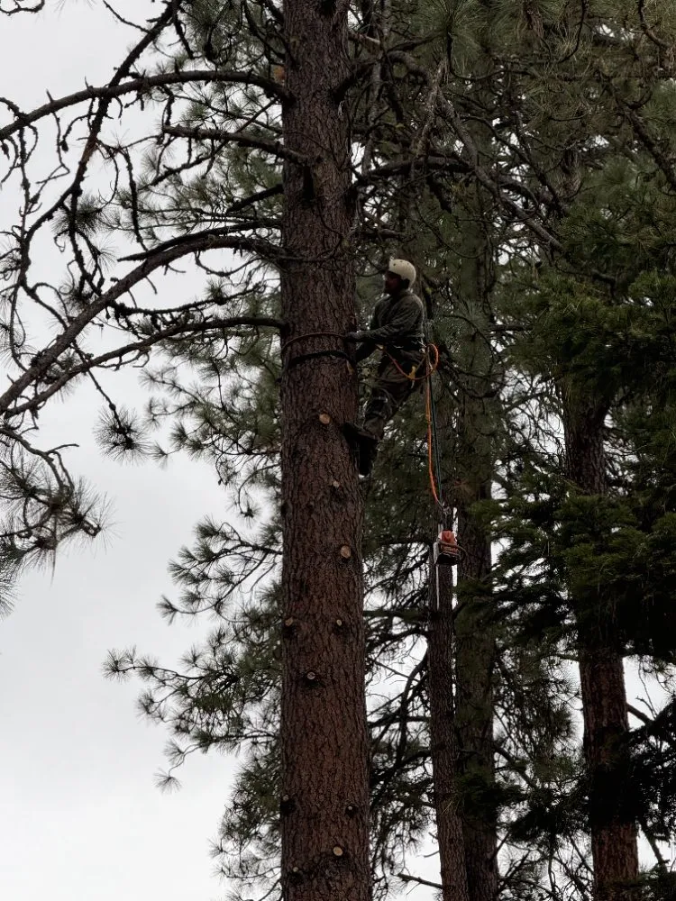 Affordable landscape installation experts serving Coeur d'Alene, ID - Huck N Stone Timber And Massonry