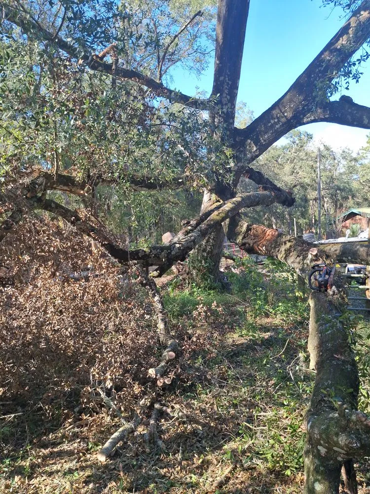 Expert landscaping services in Brooksville, FL by Huckabey Lawn and Tree