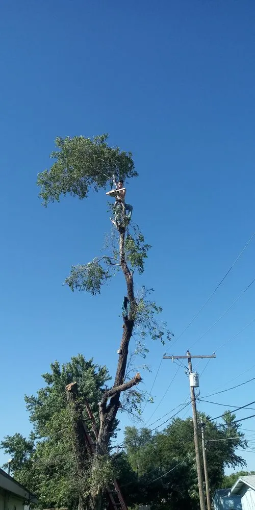 Top-rated yard cleanup service experts serving Brooksville, FL - Huckabey Lawn and Tree