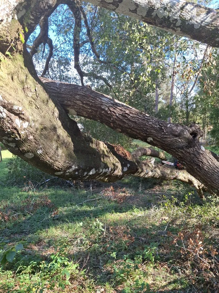 Custom lawn mowing service near you in Brooksville, FL by Huckabey Lawn and Tree