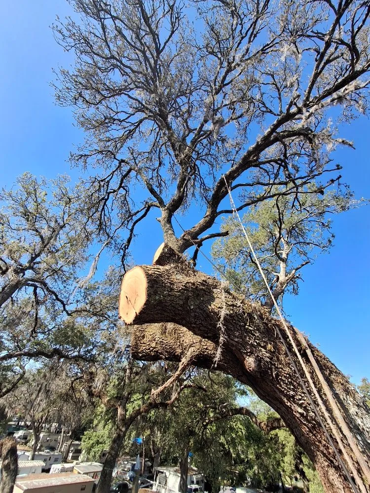 Trusted yard cleanup service for homes in Brooksville, FL by Huckabey Lawn and Tree