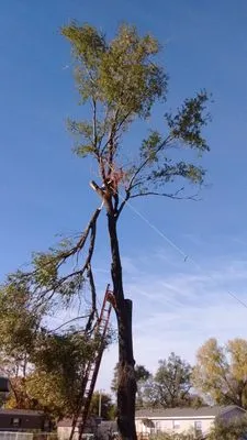 Huckabey Lawn and Tree Logo