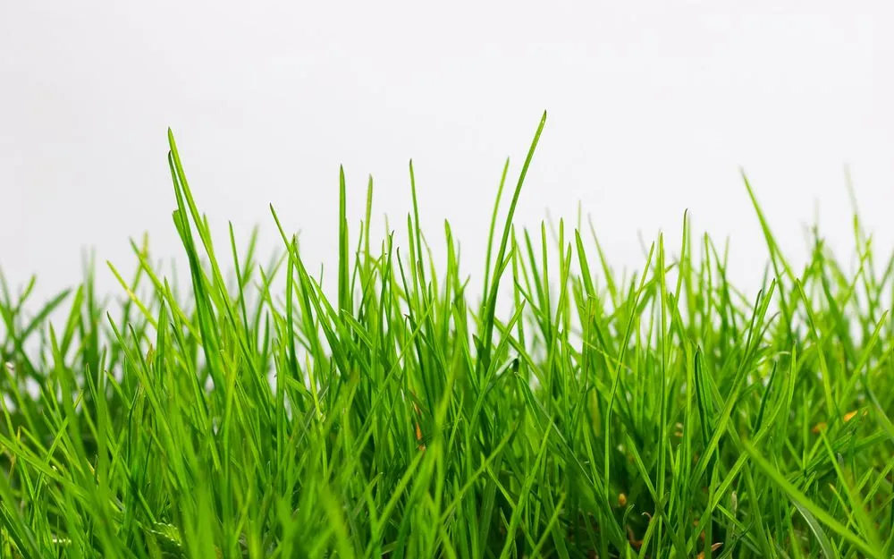 Top-rated outdoor landscaping in Bella Vista, AR by Huckaby Turf Care