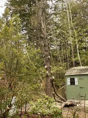 Huckins Tree & Landscape