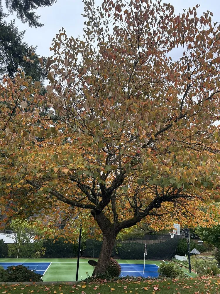 Trusted yard cleanup service for outdoor upgrades in Portland, OR by Huckleberry Tree Care