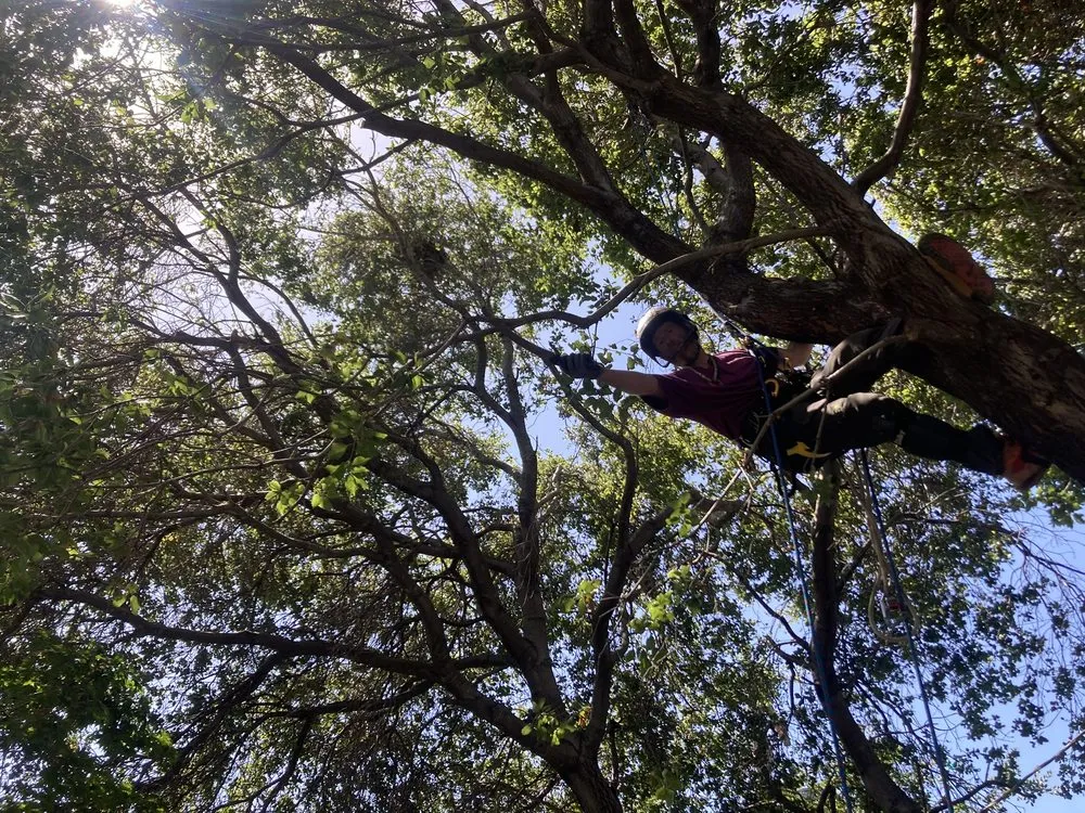 Local landscaping services near you in Portland, OR by Huckleberry Tree Care