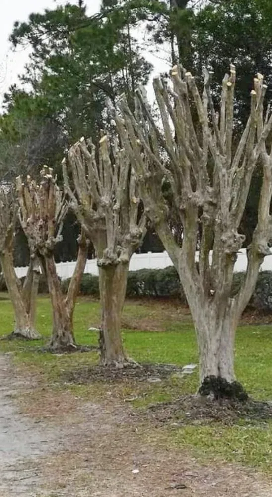 Professional residential landscaping in Holly Springs, NC by Huddy Landscaping & Tree Service