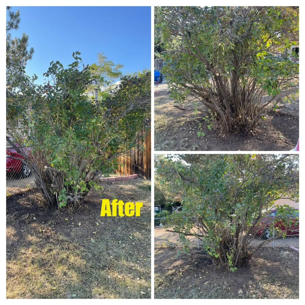 Trusted yard cleanup service experts serving Carson City, NV - Hudson Bells Paint & Landscape