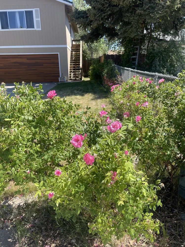 Affordable residential landscaping in Carson City, NV by Hudson Bells Paint & Landscape